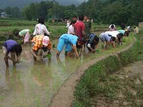 Ama Ghar children and staff planting rice