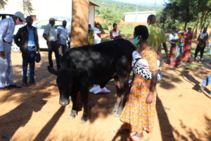 Uwase Naomi receiving cow