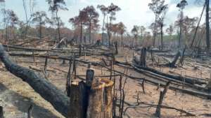 Deforestation (Photo taken by members of the PLCN)