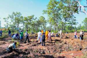 MCF Tree Planting Event