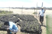 Nursery and saplings for Mangroves plantation