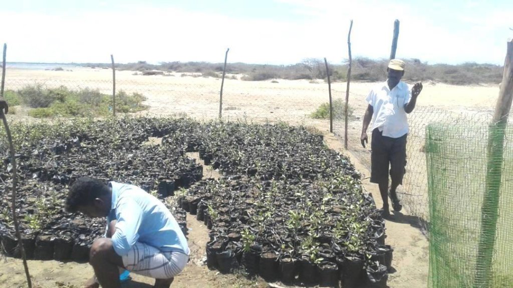 Nursery and saplings for Mangroves plantation
