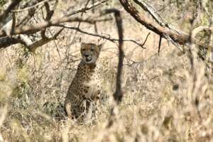 Cheetah with new satellite collar