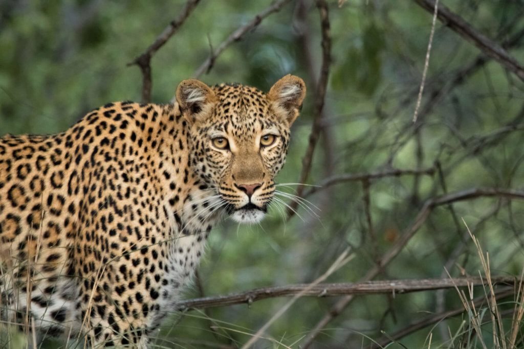 Anti-Poaching & Conservation In South Africa