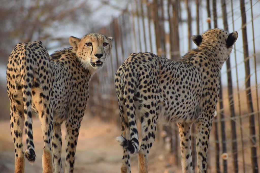 Anti-Poaching & Conservation In South Africa
