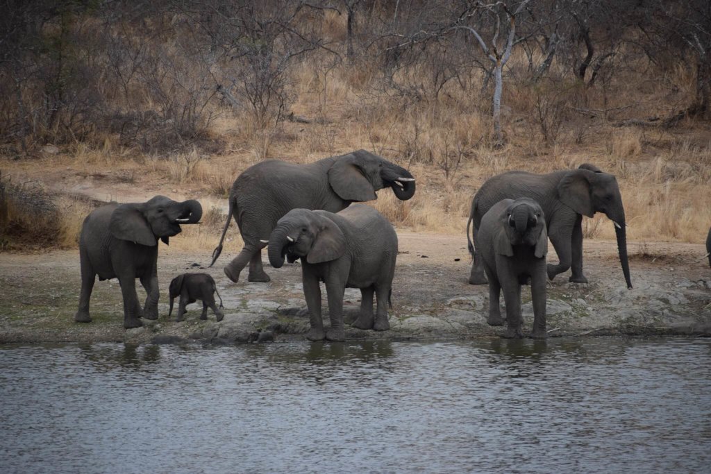 Anti-Poaching & Conservation In South Africa