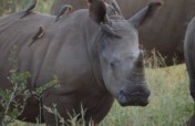 Anti-Poaching & Conservation In South Africa