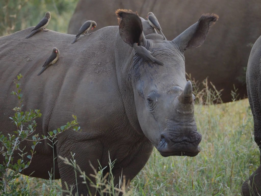 Anti-Poaching & Conservation In South Africa