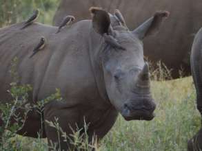 Anti-Poaching & Conservation In South Africa