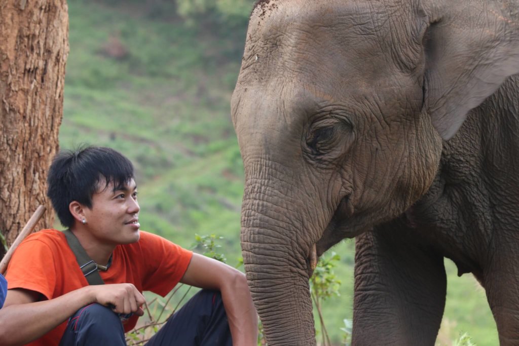 Elephant Welfare & Sustainable Income In Thailand