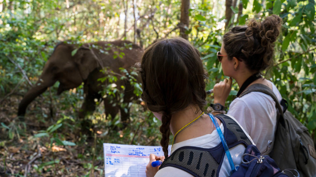Elephant Welfare & Sustainable Income In Thailand