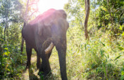 Elephant Welfare & Sustainable Income In Thailand