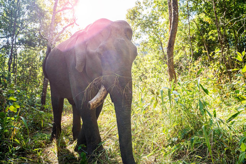 Elephant Welfare & Sustainable Income In Thailand