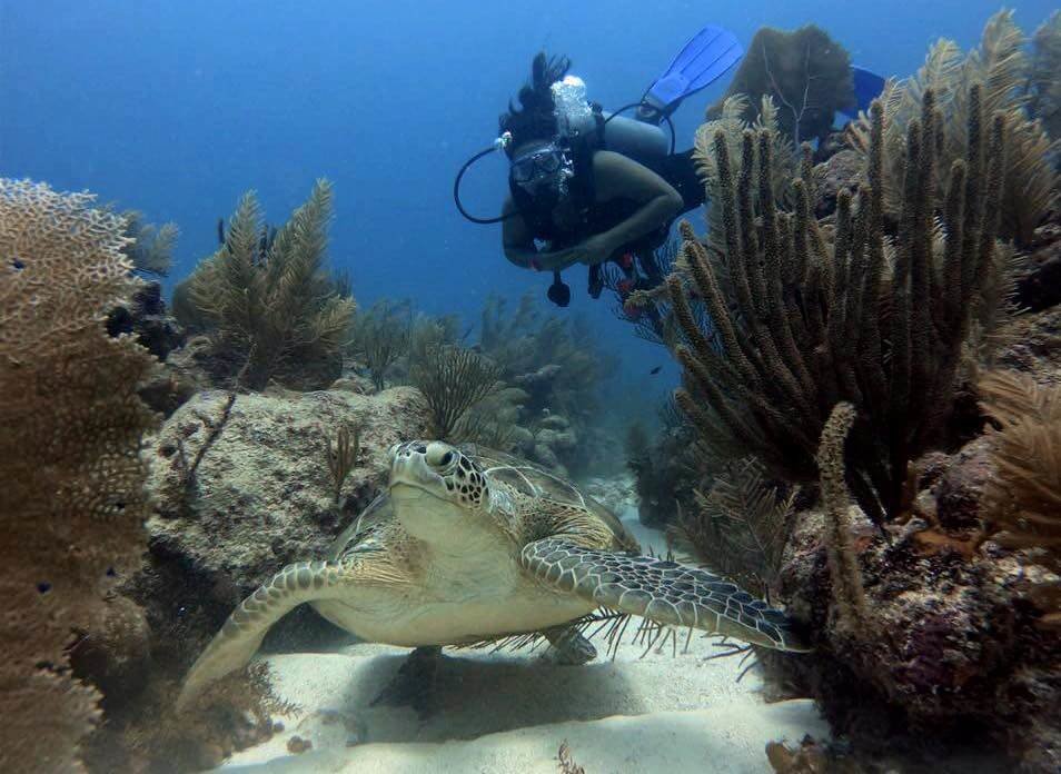 Coral Reef Restoration & Conservation In Mexico
