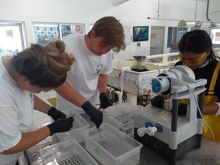 Coral Reef Restoration & Conservation In Mexico