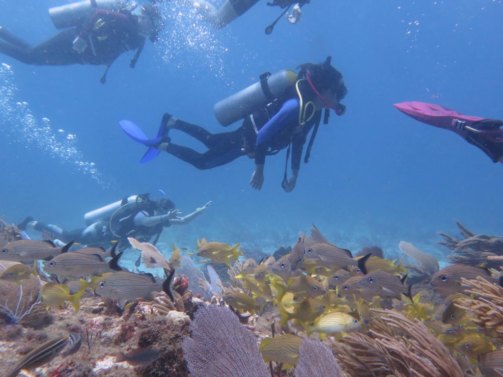 Coral Reef Restoration & Conservation In Mexico
