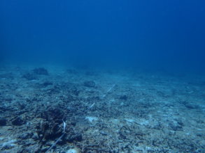 Coral reef decimated by bleaching