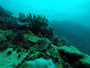 Seychelles reefs