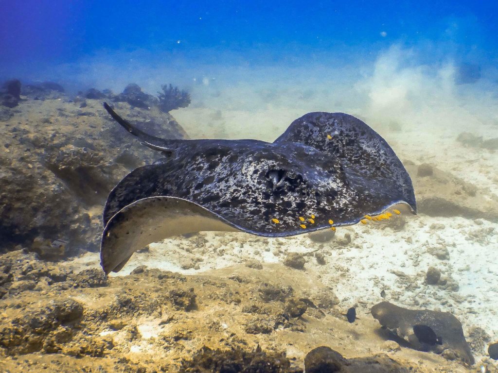 Coral Reef Conservation In Seychelles