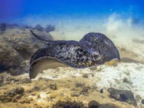 Coral Reef Conservation In Seychelles