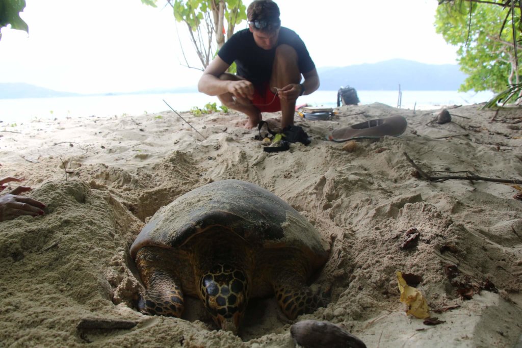 Shark & Turtle Conservation In Seychelles