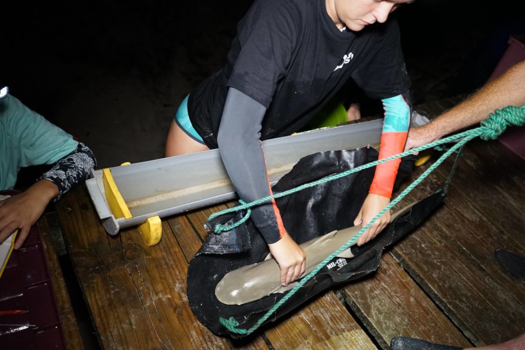 Shark & Turtle Conservation In Seychelles