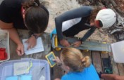 Shark & Turtle Conservation In Seychelles