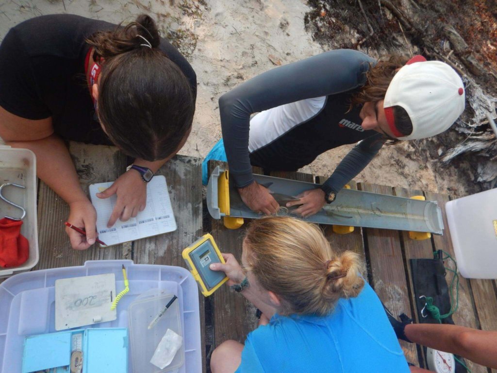 Shark & Turtle Conservation In Seychelles