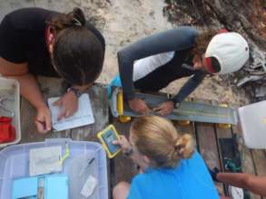 Shark & Turtle Conservation In Seychelles