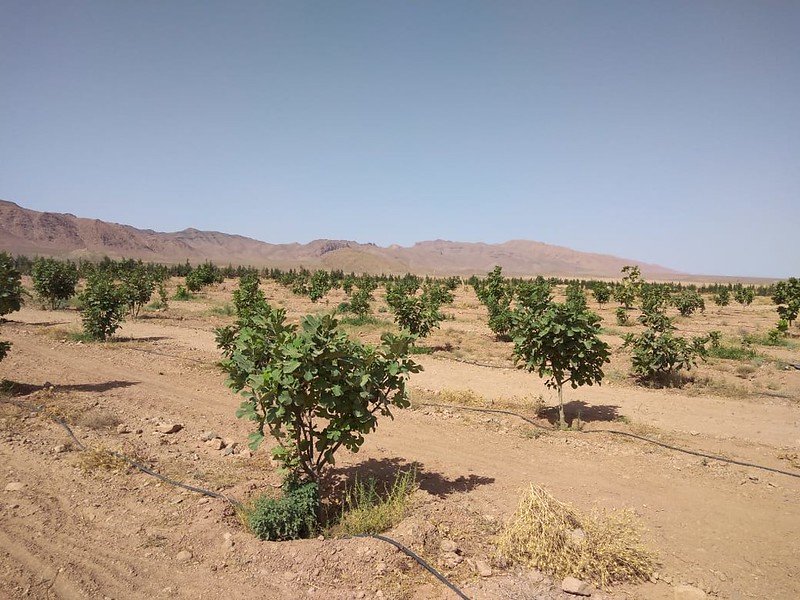 Offset Your Emissions: High Atlas Carbon Solution