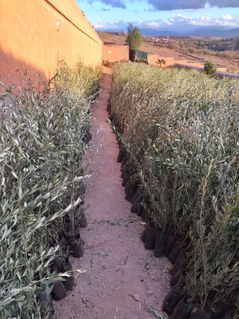 Offset Your Emissions: High Atlas Carbon Solution