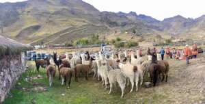 Llamas welcoming the irrigation system delivery.