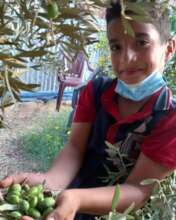 Picking olives in Artist Laila's garden