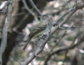 September 1st willow flycatcher