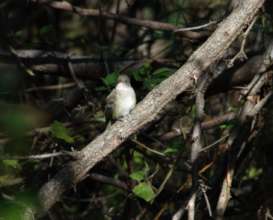 Willow flycatcher on Nicaragua Global Big Day May