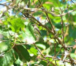 Willow flycatcher banded 2017, detected April 2021