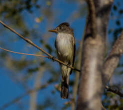 Willow flycatcher observed in El Salvador
