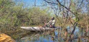 Sighting the willow flycatchers in the wetland