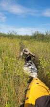 Habitat at first monitoring site mean few birds