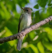 A willow flycatcher recent arrival Nov 2023