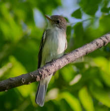 Wintering willow flycatcher in Nicaragua