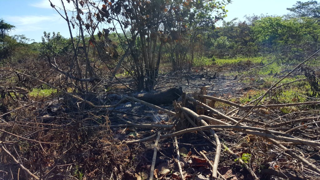 Save an endangered southwest willow flycatcher