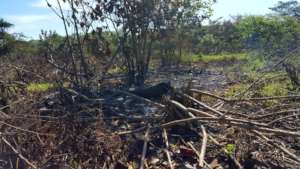 Willow flycatcher habitat cleared before migration