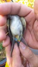 Banded willow flycatcher from San Diego