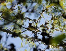 Willow flycatcher in the 'sarza'