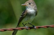 Save an endangered southwest willow flycatcher