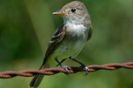 Save an endangered southwest willow flycatcher