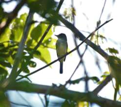 Sweet little willow flycatcher at wintering ground