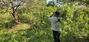 Monitoring the willow flycatcher