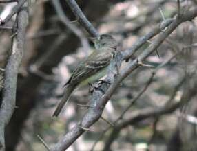 A camoflauged willow flycatcher in Nicaragua